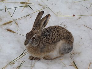 Woolly hare (Lepus oiostolus)