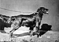 1879 IrishSetter Don HBokelmann