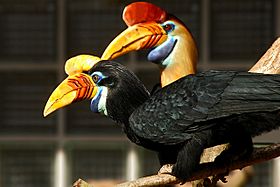 Aceros cassidix -Vogelpark Walsrode -pair-8a