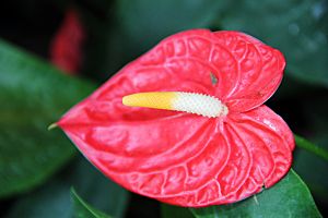 Anthurium andraeanum (5) 1200