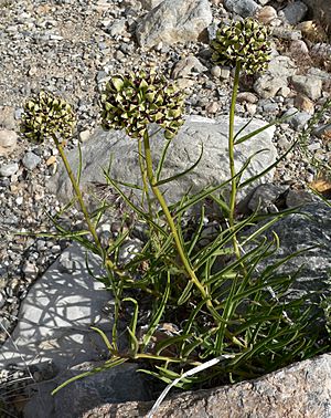 Asclepias asperula 6.jpg