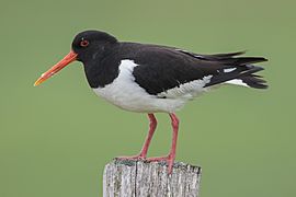 Austernfischer Haematopus ostralegus