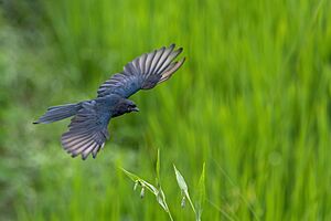 Black-Drongo