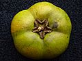 BlackSapote Cupidon1 Asit