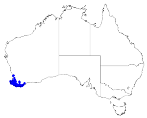 Boronia megastigma DistMap74.png