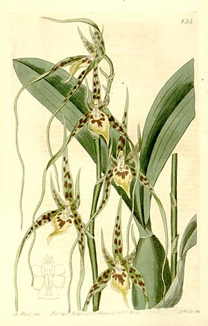 Brassia caudata.jpg