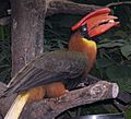 Buceros hydrocorax eating