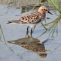 Calidris ruficollis summer plumage