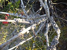 Calothamnus quadrifidus homalophyllus (fruits)