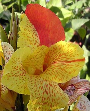 Canna YKH 1075