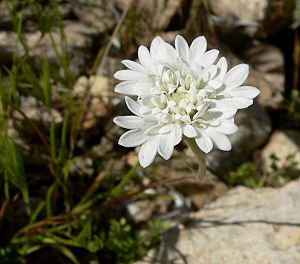 Chaenactis fremontii flower 1.jpg