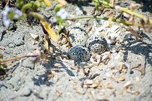 Charadrius nivosus -Silver Strand Training Complex, San Diego County, California, USA -eggs-8