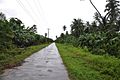 Coconut and Banana in Wakenaam - panoramio