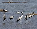 Common Crane AMSM6984