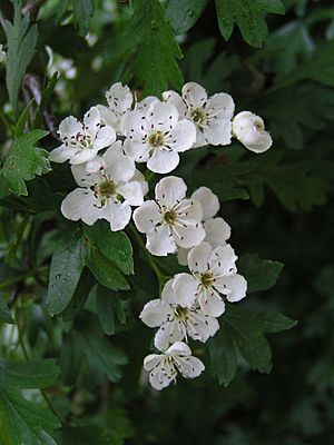 Crataegus monogyna