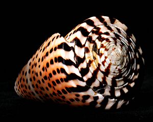 Conus Litteratus Madagascar