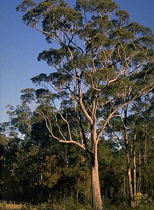 Corymbia gummifera habit.jpg