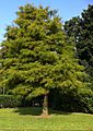 Dawn Redwood - Summer Foliage