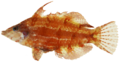 Doratonotus megalepis - pone.0010676.g112.png