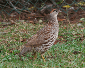 Erckel's Francolin.PNG