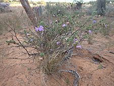 Eremophila flabellata (habit)