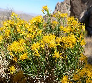 Ericameria laricifolia 5.jpg