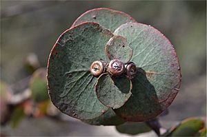 Eucalyptus pulverulenta fruit