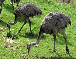 Greater rhea pair arp.jpg