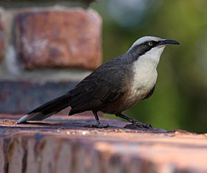 Grey-crowned babbler08.JPG