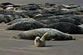 Grey seals