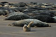 Grey seals.jpg