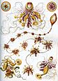 Haeckel Siphonophorae 7