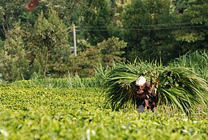 Harvesting Napier