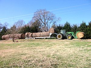 Hay Bales