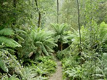 Hellyer Gorge, Tasmania