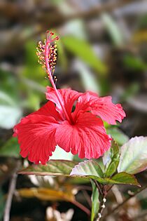 Hibiscus flower TZ