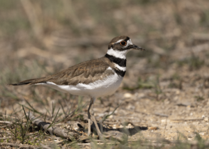 Killdeer Heislerville.png