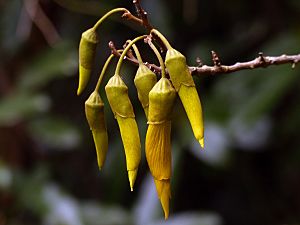 Kowhai. NZ (15386210251)