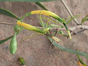 Lysiana subfalcata P6140566.jpg