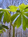 Mayapple by IvanTortuga