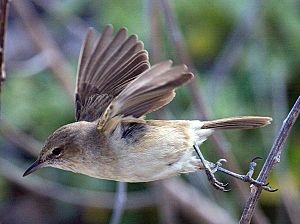 Millerbird2