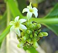 Morinda citrifolia Flower