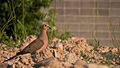 Mourning Dove (Zenaida macroura)