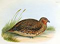 New Zealand Quail.jpg