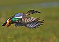 Northernshoveler-Chilika