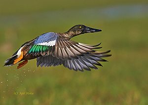 Northernshoveler-Chilika