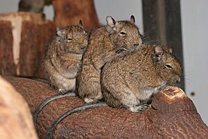 Octodon degus -Artis Zoo, Netherlands-8b