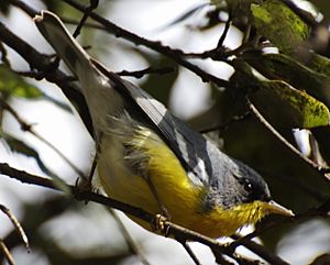 Parula pitiayumi PITIAYUMI