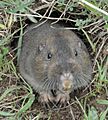 Pocket-Gopher Ano-Nuevo-SP