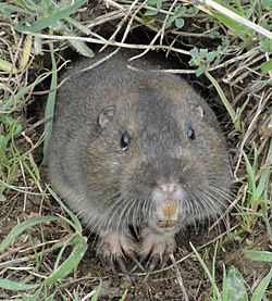 Pocket-Gopher Ano-Nuevo-SP.jpg